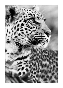 Plakat Leopard B&W